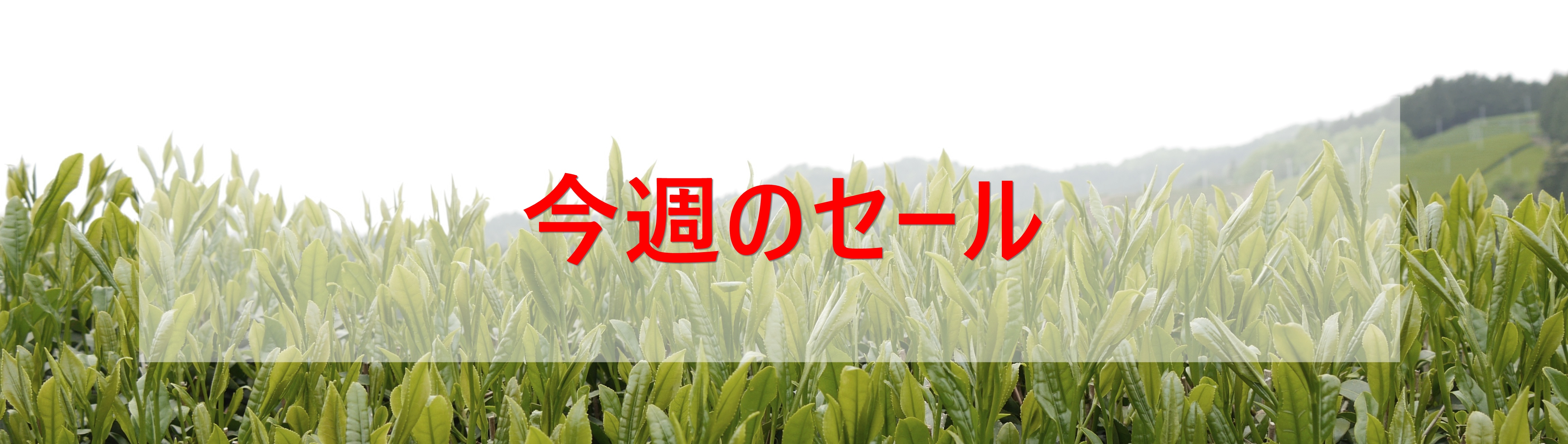 今週のセール